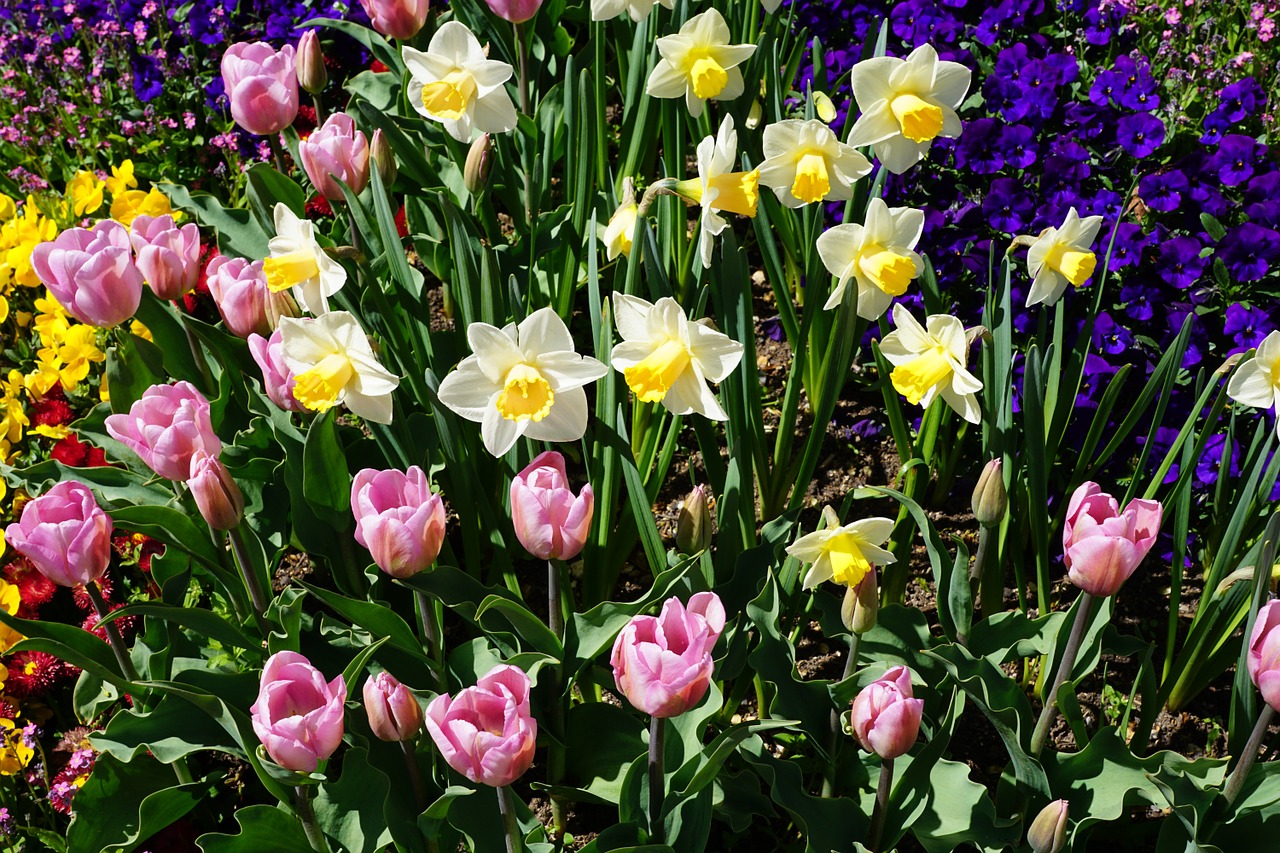 daffodils-1387375_1280